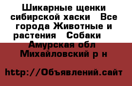 Шикарные щенки сибирской хаски - Все города Животные и растения » Собаки   . Амурская обл.,Михайловский р-н
